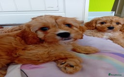 Cavapoo dogs for sale: Toy cavapoo f1 - Image 5