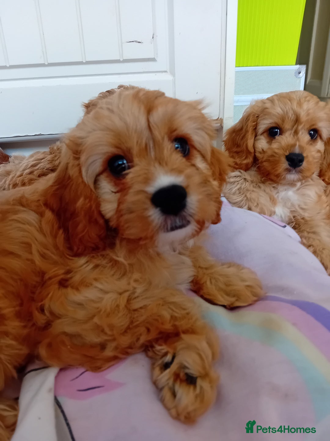 Cavapoo dogs for sale: Toy cavapoo f1 - Image 5