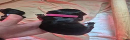 Mixed Breed dogs for sale: ALL STILL AVAILABLE La schnoodle pup DNA test dad  - Advert 27