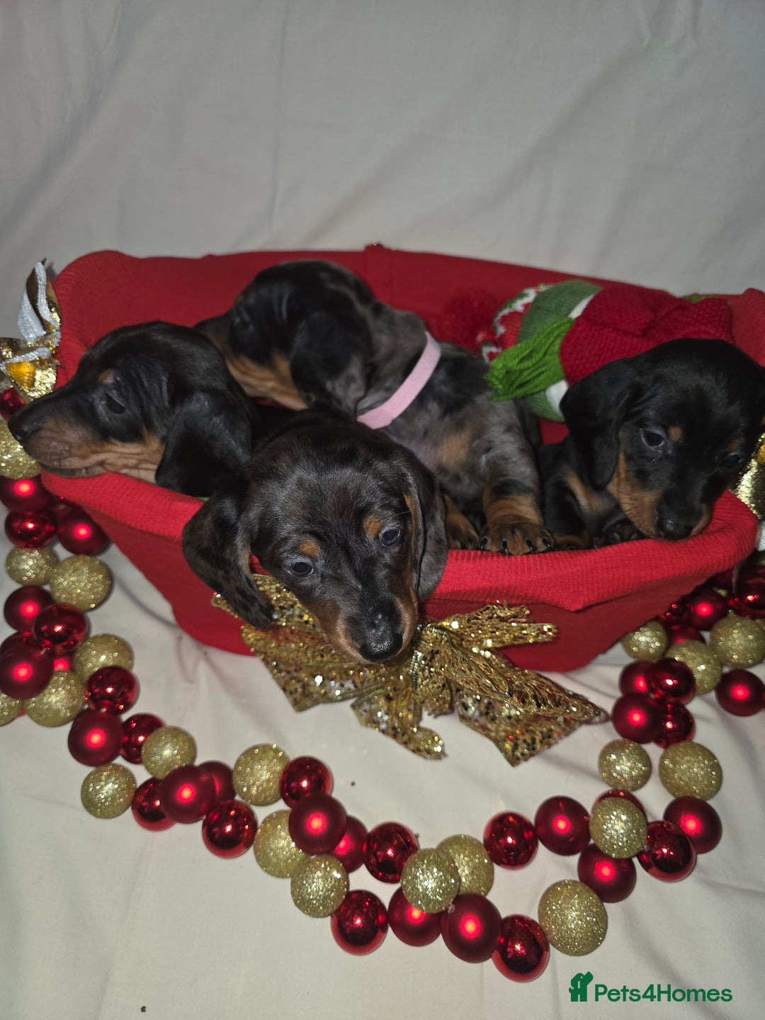 Miniature Dachshund dogs for sale: Miniature dachshund  - Advert 25