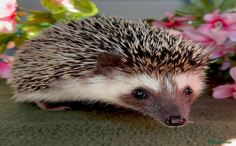 Pygmy Hedgehog rodents - Advert 5