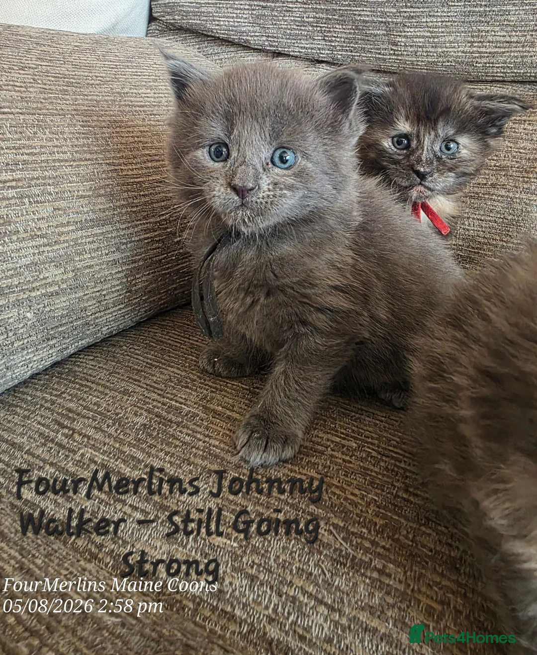 Maine Coon cats for sale: Gorgeous TICA registered Maine Coon Kittens - Advert 7