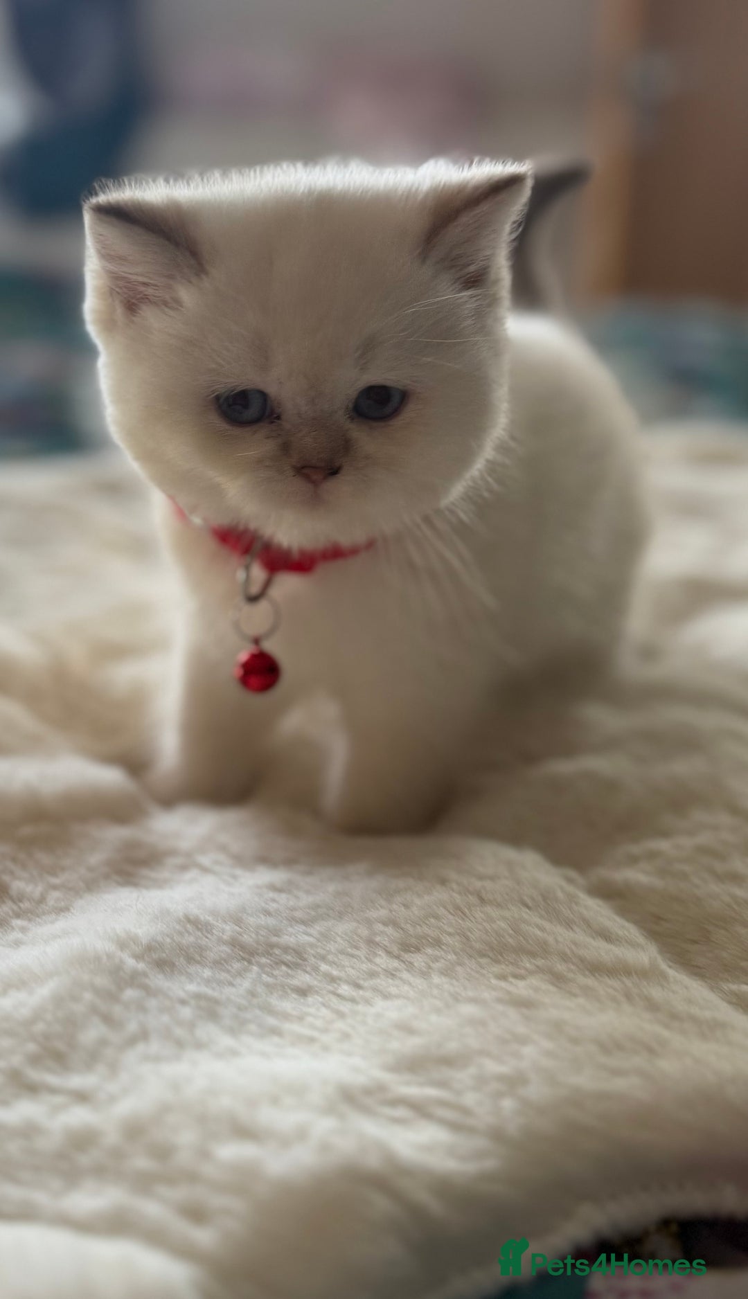 British Shorthair cats for sale: Quality British Shorthair kittens  - Image 10