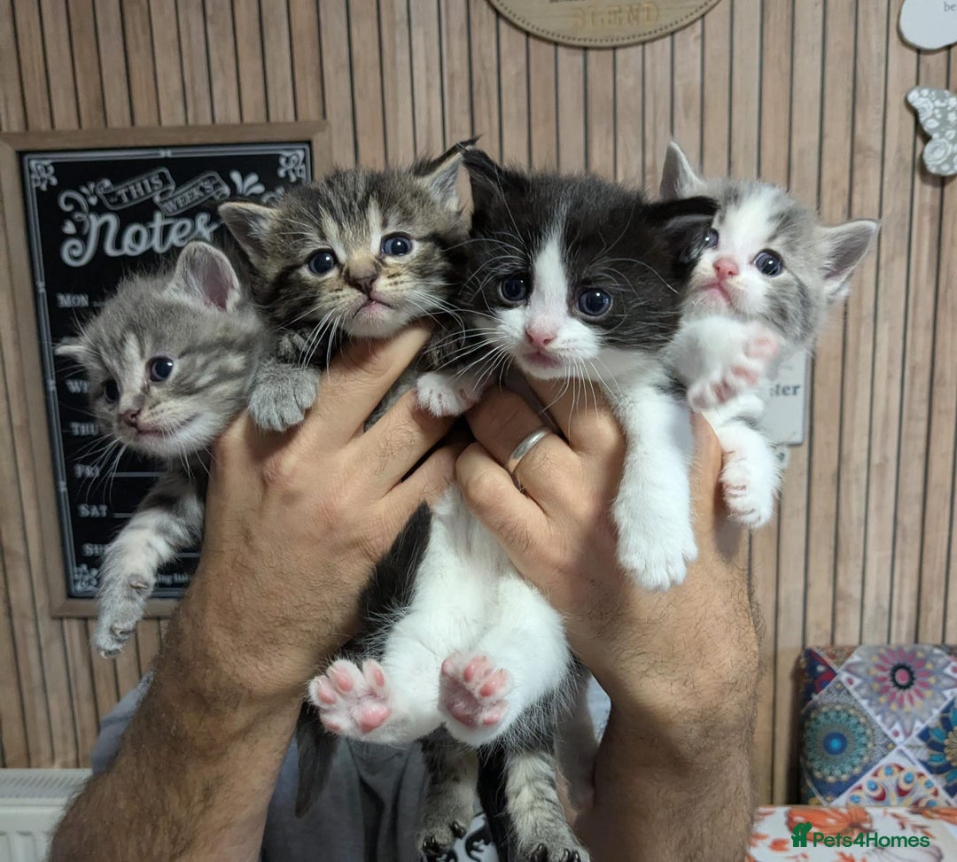 Mixed Breed cats for sale: Stunning Kittens - Image 1