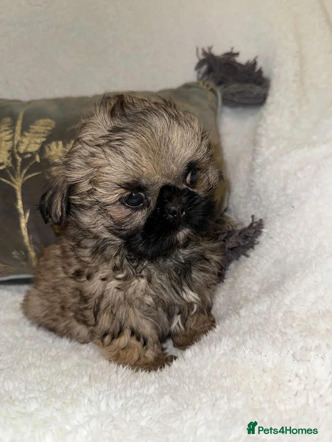 Shih Tzu dogs for sale: 🩷 Stunning Tiny KC Shih Tzu Puppies 💙 - Advert 14
