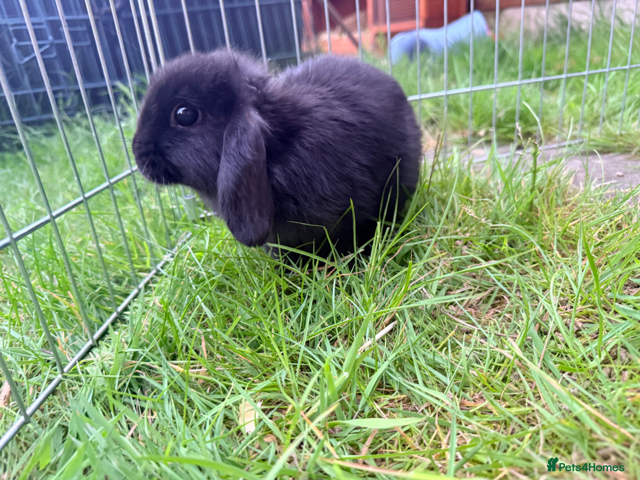 Mini Lop rabbits for sale: Mini Lop babies Ready to go  - Advert 4