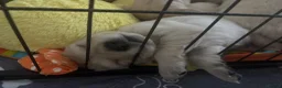 Golden Retriever dogs for sale: Golden retriever puppies - Advert 9