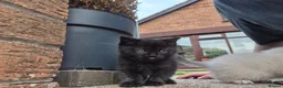 Mixed Breed cats for sale: 5 Adorable Kittens Looking for Loving Homes - Advert 5