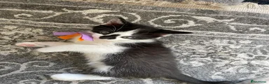 Mixed Breed Kitten 1