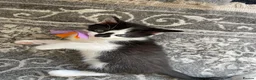 Mixed Breed cats for sale: Kitten - Advert 17