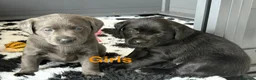 Labrador Retriever dogs for sale: Gorgeous, Chunky KC Labs - Advert 6