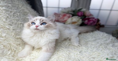 Ragdoll cats - Advert 6