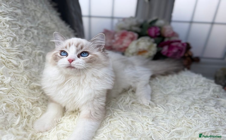 Ragdoll cats - Advert 9