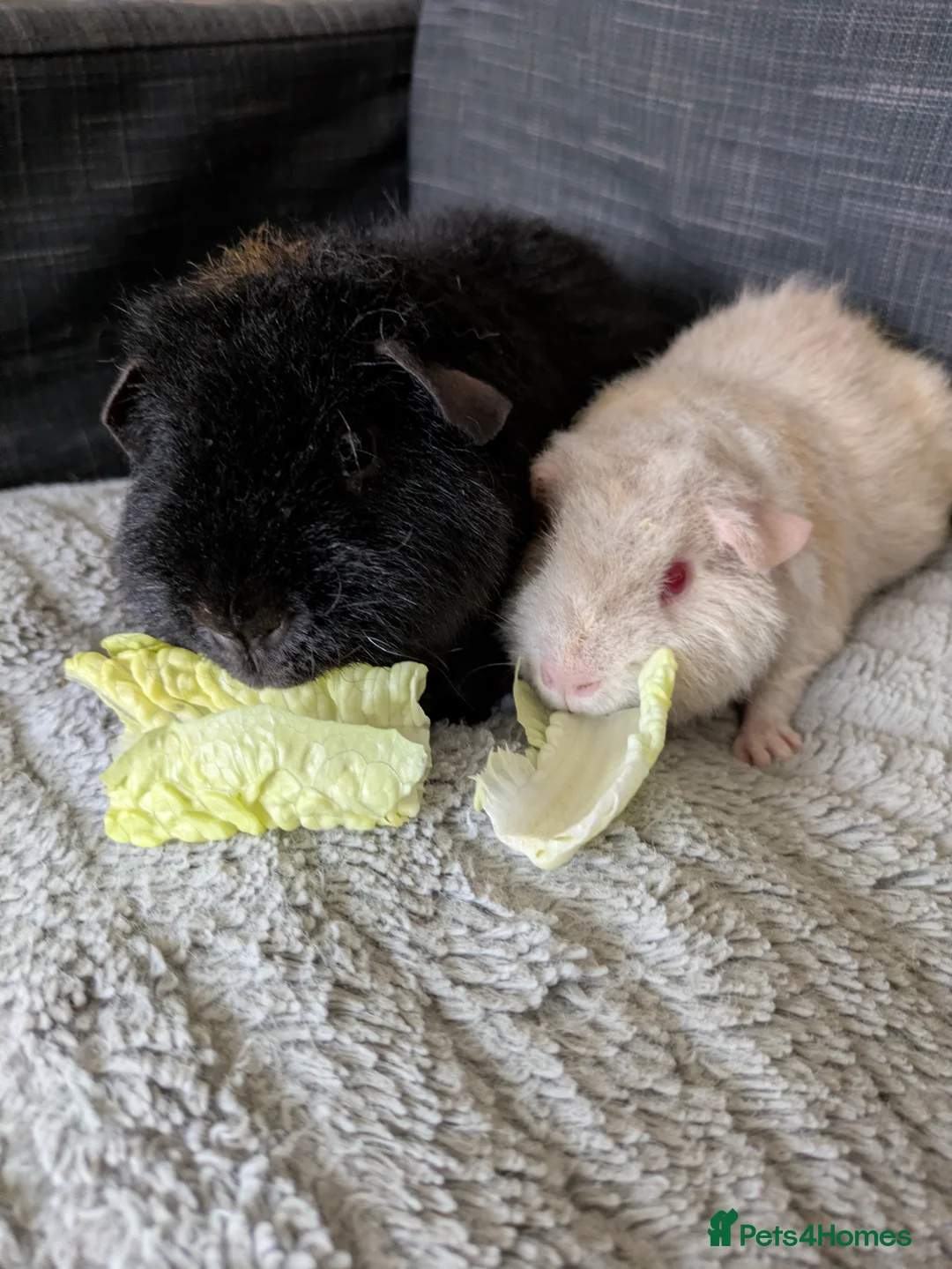 Guinea Pig rodents for sale: 2 Beautiful teddie boars available  - Advert 2