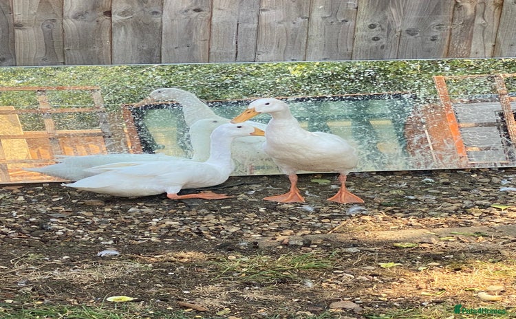 Ducks poultry - Advert 13