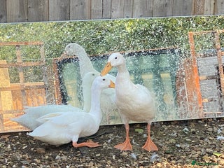 Ducks poultry - Advert 20