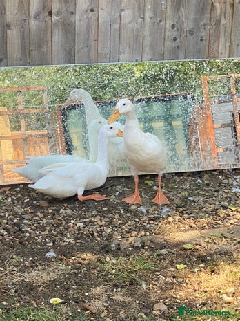 Ducks poultry - Advert 13