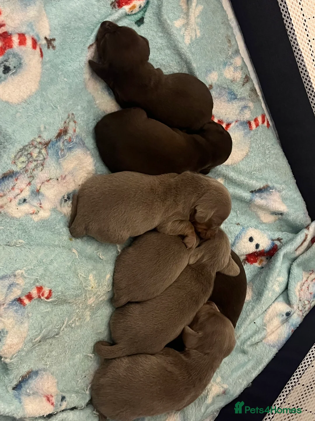 Dachshund dogs for sale: Beautiful dachshund puppies for sale- ready soon - Advert 2