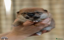 Japanese Shiba Inu dogs for sale: 	“Shiba Inu Puppies – Champion Pedigree, DNA Clear - Advert 30