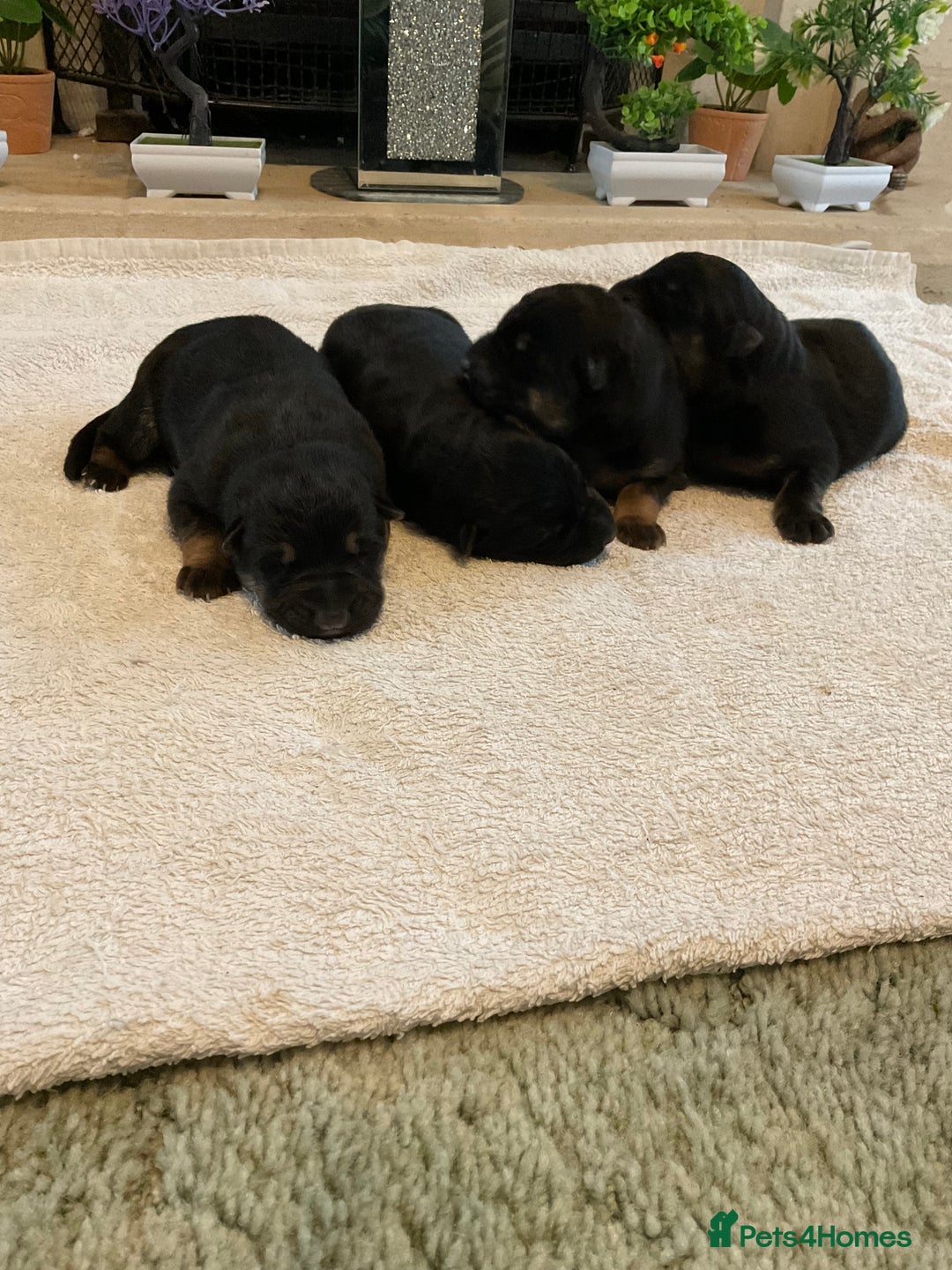 German Shepherd dogs for sale: Quality litter show line/working line puppy’s  - Advert 4