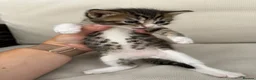 Maine Coon cats for sale: Maine Coon X’s - Advert 12