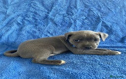 Staffordshire Bull Terrier dogs for sale: Blue Staffies For Sale - Image 14