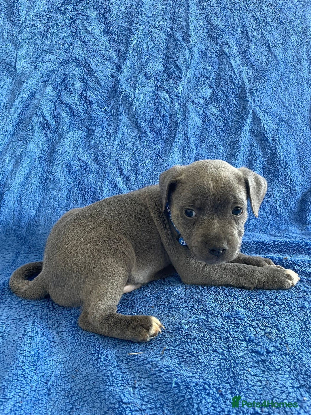 Staffordshire Bull Terrier dogs for sale: Blue Staffies For Sale - Image 14