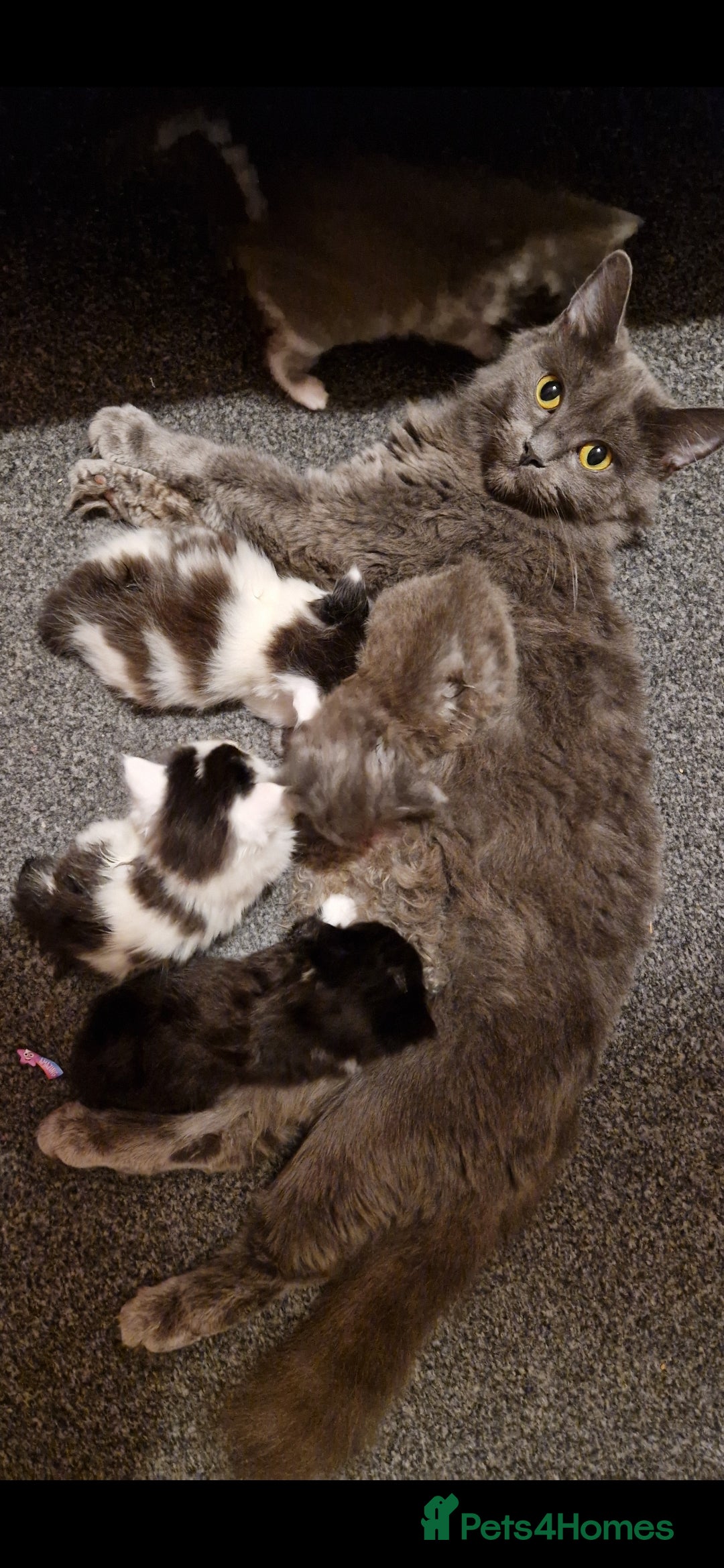 Mixed Breed cats for sale: Beautiful fluffy kittens - Image 9