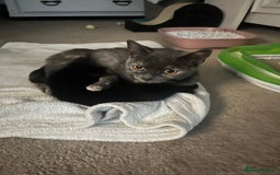 British Shorthair cats for sale: kittens for sale - Image 7