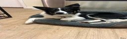 Border Collie dogs for sale: One year old Border Collie  - Advert 2
