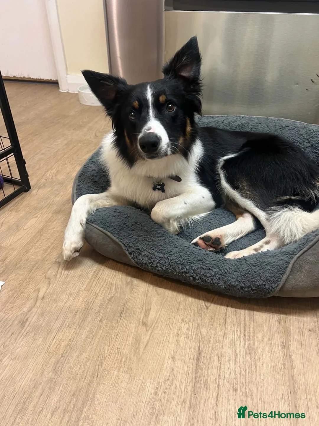 Border Collie dogs for sale: One year old Border Collie  - Advert 2