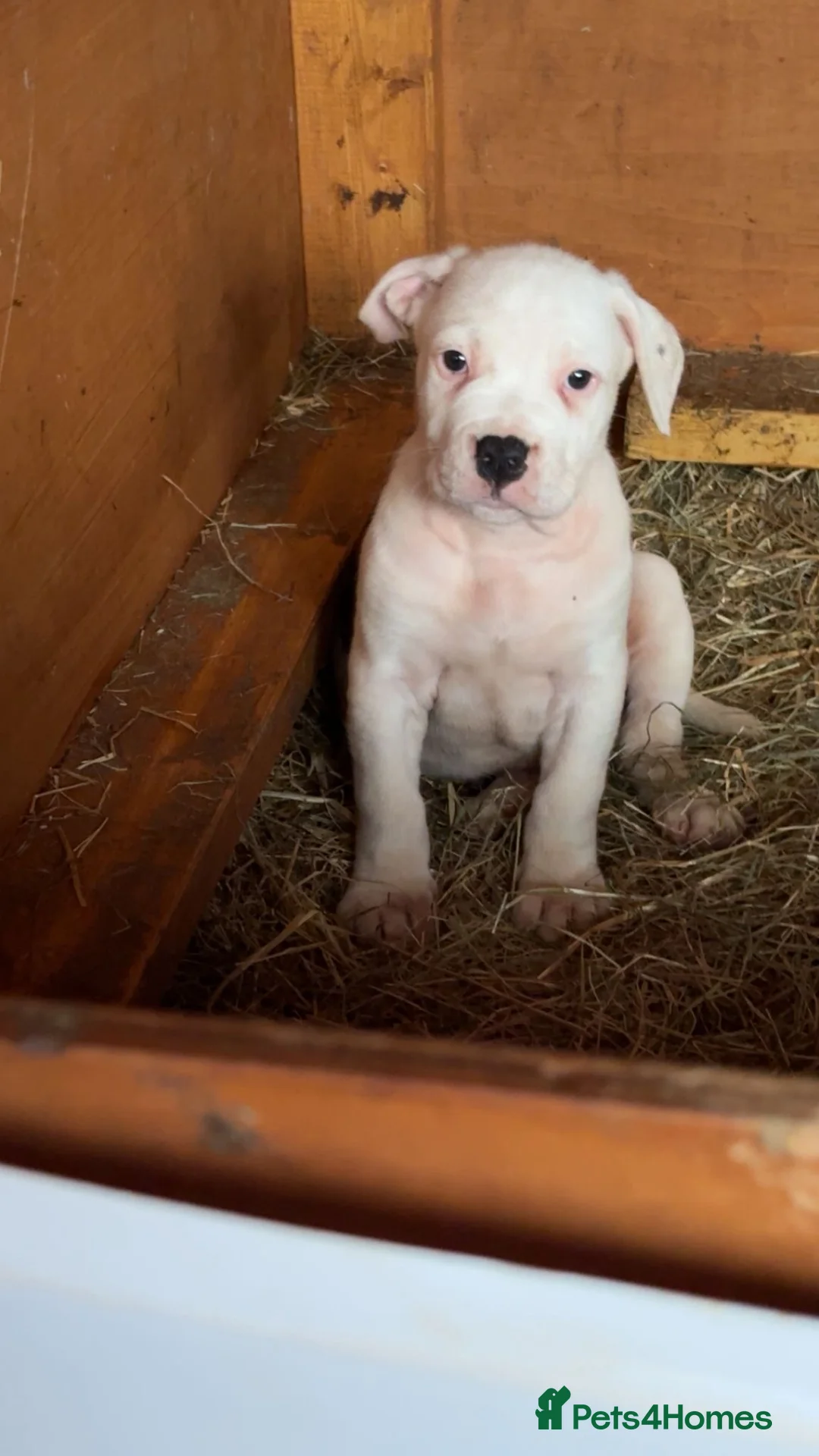 American Bulldog dogs for sale: American bulldog  - Advert 3
