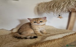 British Shorthair cats for sale: PEDIGREE BRITISH SHORT HAIR READY NOW !!! - Image 14