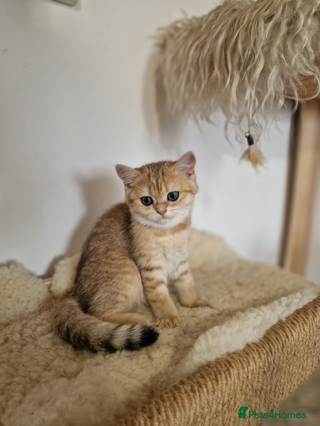 British Shorthair cats for sale: PEDIGREE BRITISH SHORT HAIR READY NOW !!! - Image 14