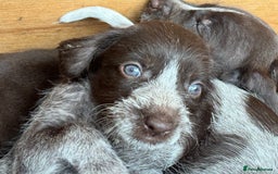 German Wirehaired Pointer dogs for sale: German Wire-haired Pointers of sale - Image 3