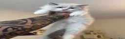 Ragdoll cats for sale: 2 Male Ragdolls Kittens  for sale  - Advert 9