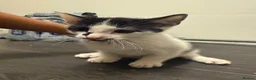 Mixed Breed cats for sale: Kittens looking for new home - Advert 2