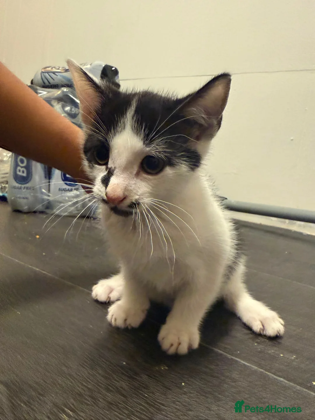 Mixed Breed cats for sale: Kittens looking for new home - Advert 2