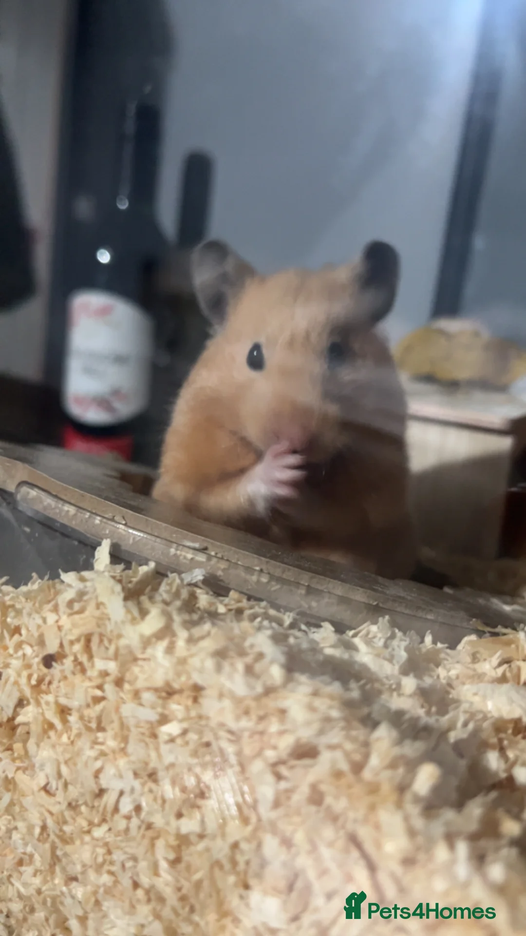 Hamster rodents for sale: Female Syrian hamster - Advert 2