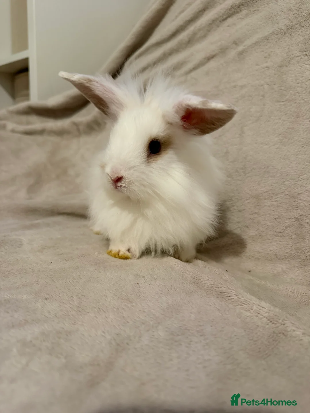 Lionhead rabbits for sale: Lionhead babies for sale  - Advert 2