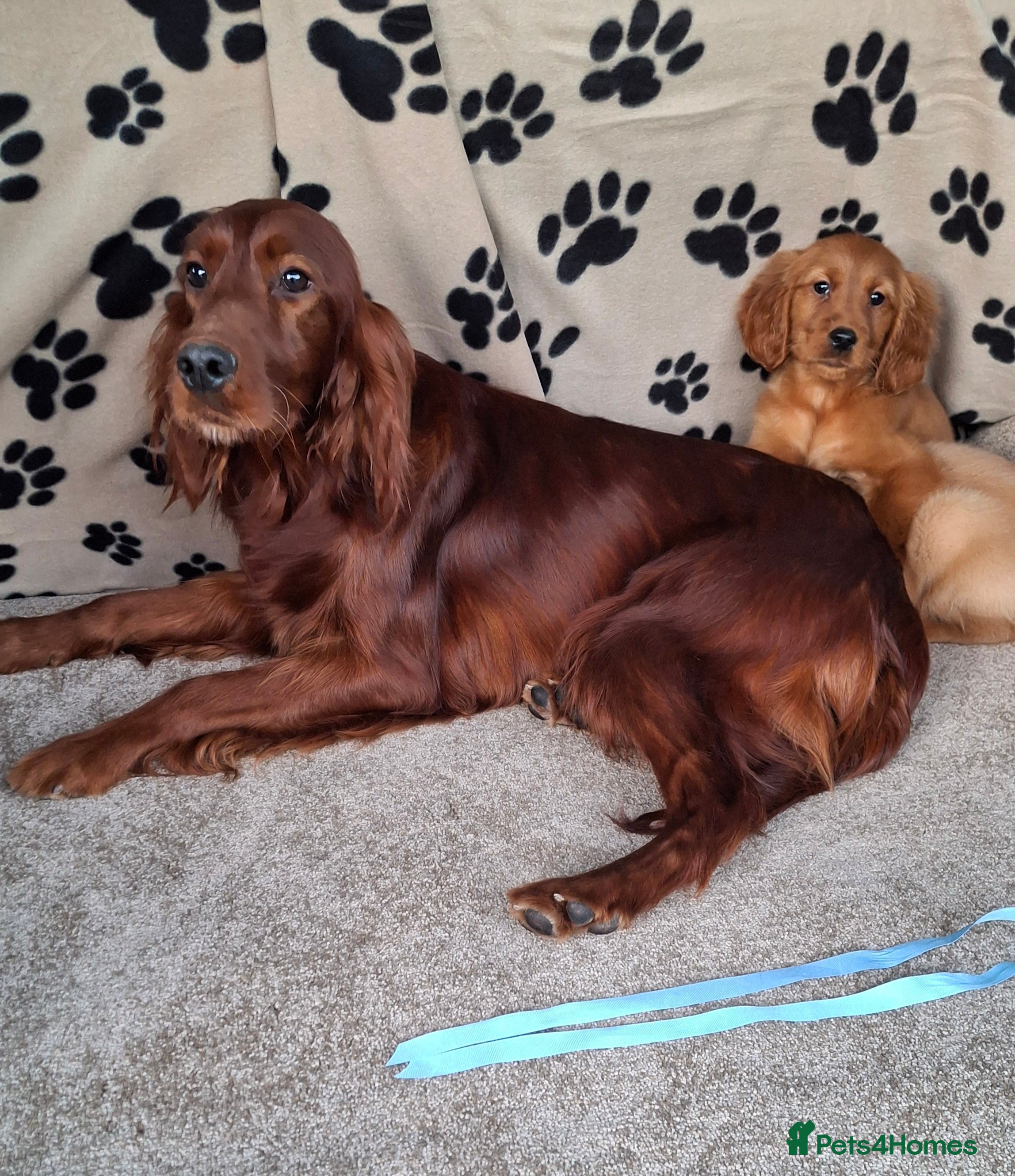 Mixed Breed dogs Beautiful golden irish puppies. - Advert 14