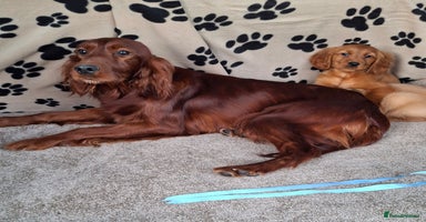 Mixed Breed dogs Beautiful golden irish puppies. - Advert 14