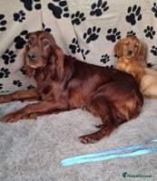 Mixed Breed dogs Beautiful golden irish puppies. - Advert 4