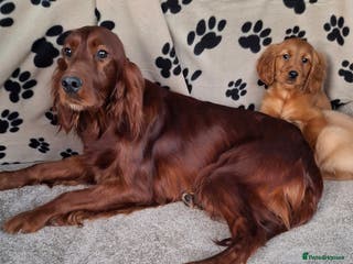 Mixed Breed dogs Beautiful golden irish puppies. - Advert 15