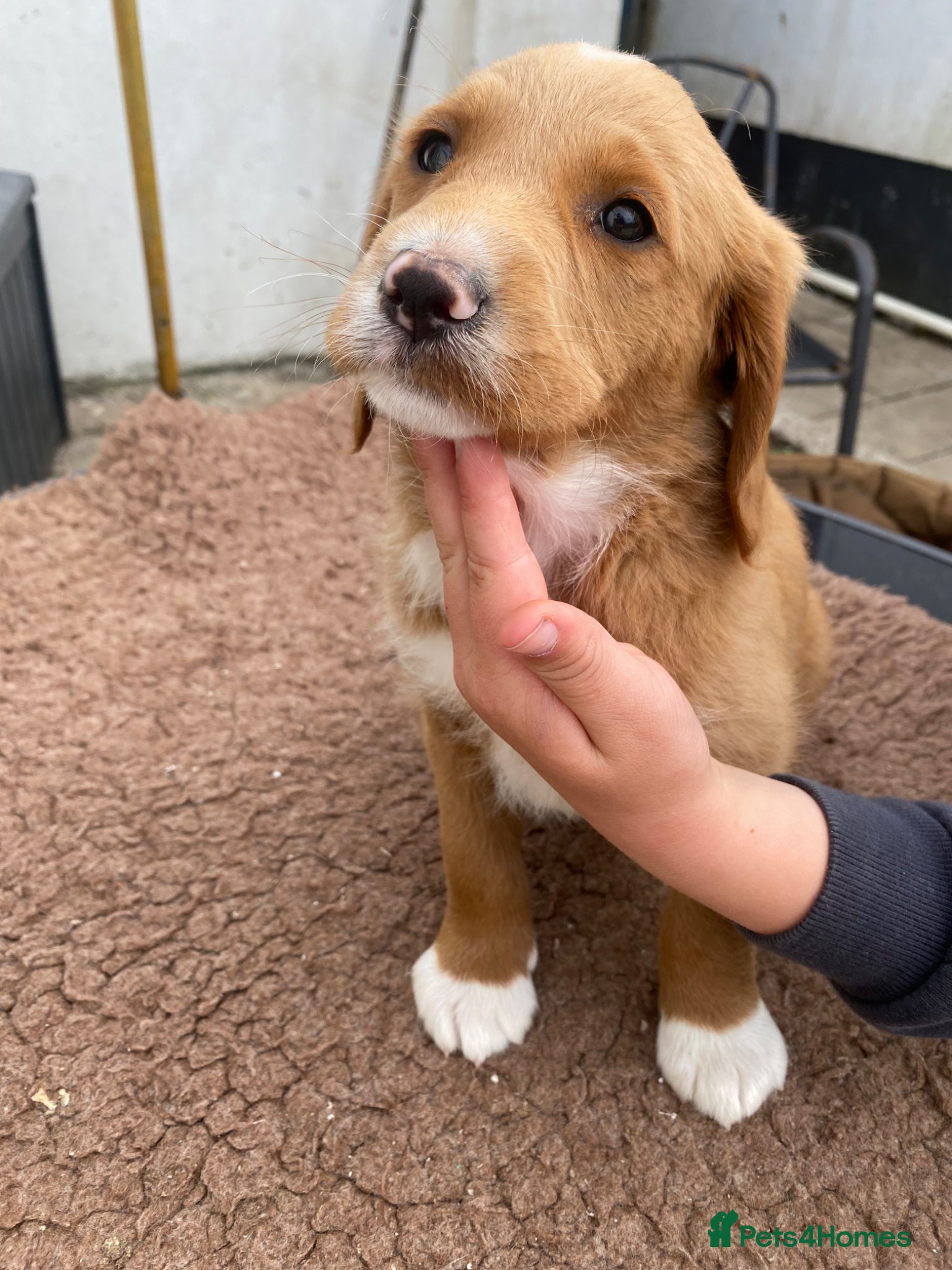 Mixed Breed dogs Labradoodle F1 Fox Red/ Australian Labradoodle  - Advert 2