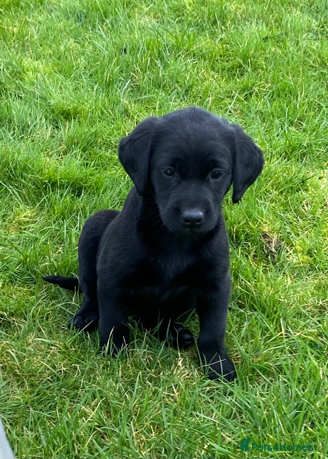 Labrador Retriever dogs for sale: Beautiful Well Bred KC Reg Labrador Puppies - Advert 4