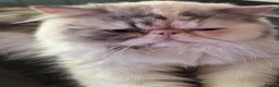 Persian cats for sale:  silver tortie tabby, white female spayed .  - Advert 3