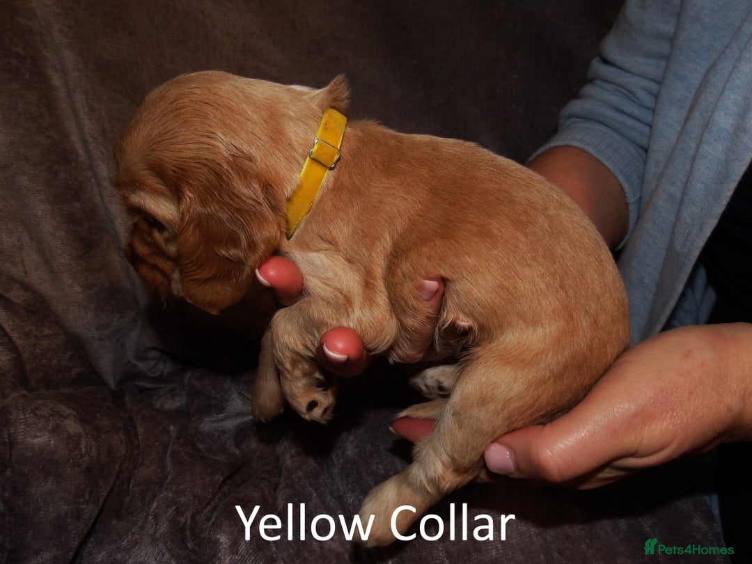 Cocker Spaniel dogs for sale: Golden KC Registered English Show Cocker Spaniels - Advert 11