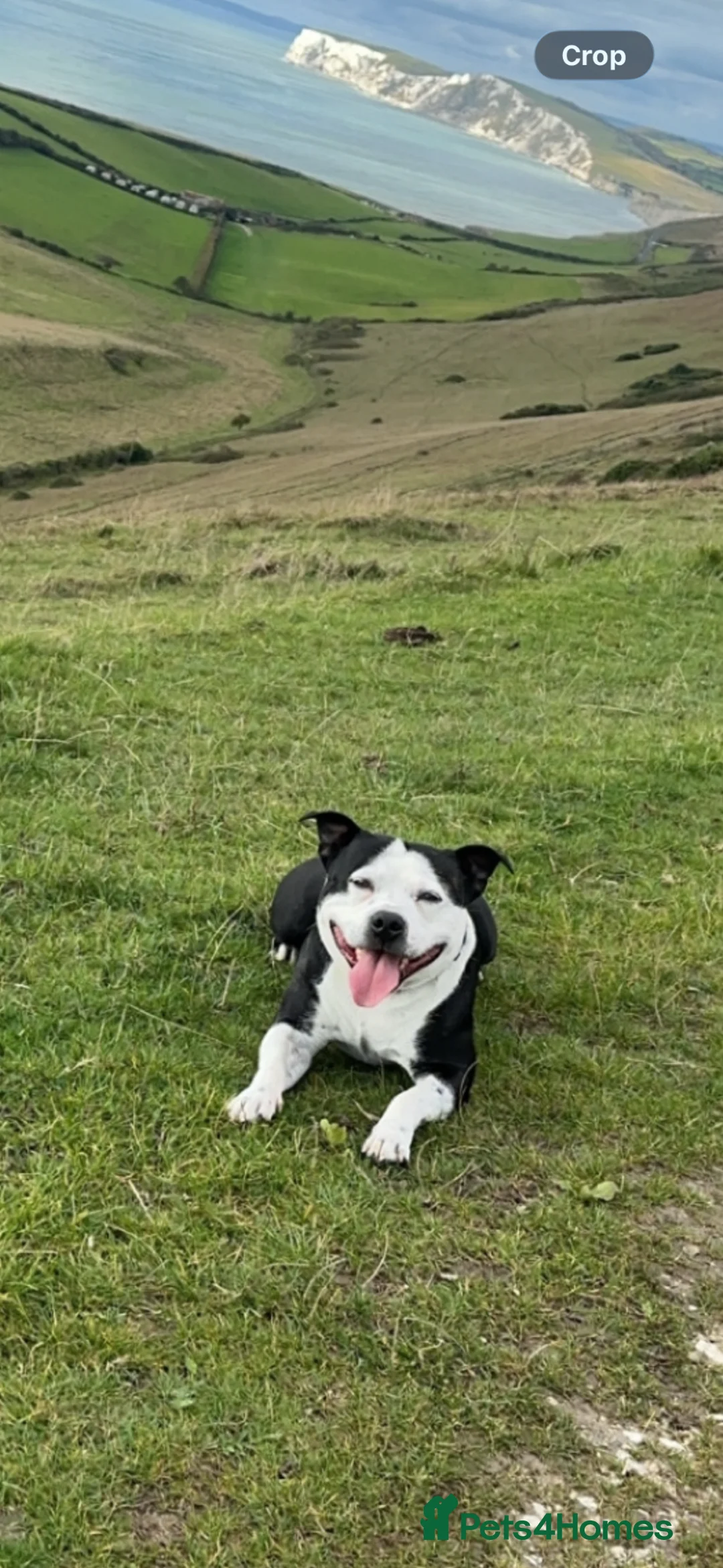 Staffordshire Bull Terrier dogs for stud: Staffordshire bull terrier  in Freshwater - Advert 4