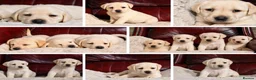 Labrador Retriever dogs for sale: KC REG HEALTH TESTED LABRADOR PUPPYS QUALITY LINES - Advert 4